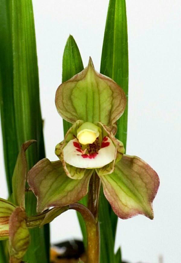 三年前,他靠玩蘭獲利上百萬元,後來轉行投資餐飲,最終血本無歸 三年前,他靠玩蘭獲利上百萬元,後來轉行投資餐飲,最終血本無歸