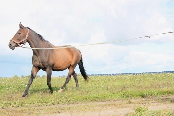 馬媽媽怒瞪屠夫,咬斷繩索救出小馬駒 馬媽媽怒瞪屠夫,咬斷繩索救出小馬駒