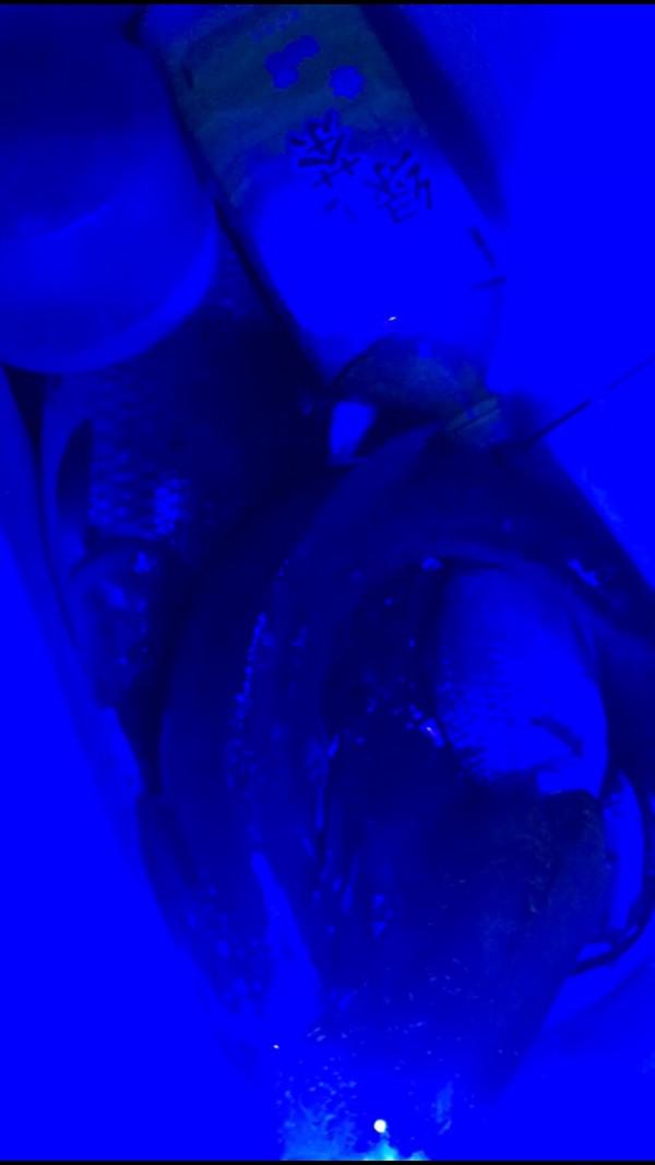 三戰團頭湖，周老漢已破解初冬鯉鯽之自然密碼