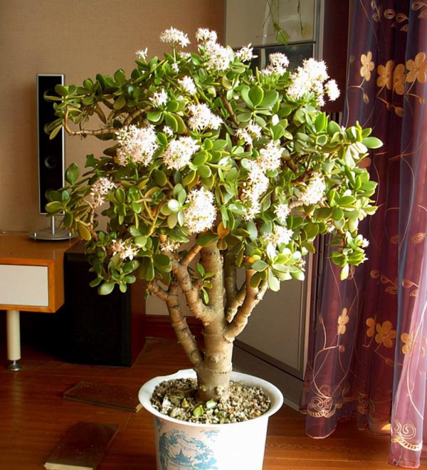 不喜歡小型花草，那就養9種&OpenCurlyDoubleQuote;大盆花&rdquo;，名字霸氣，好養寓意好
