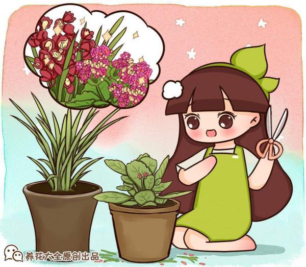 家裡養花比不上花市?做好這5點,花朵又靚又美 家裡養花比不上花市?做好這5點,花朵又靚又美