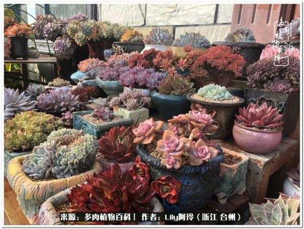 多肉是一個人的狂歡，小城多肉花壇準備出道啦