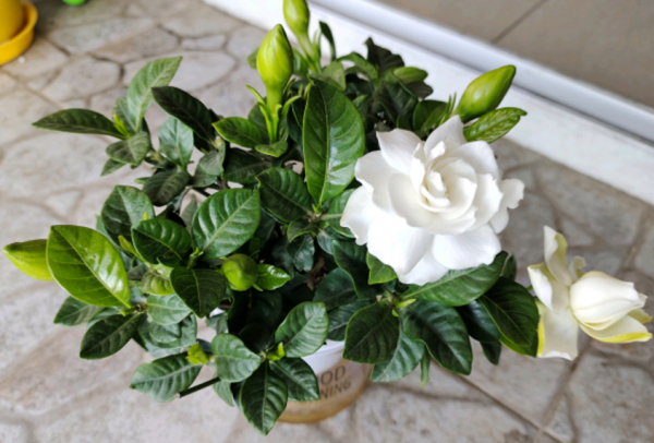 買梔子花如何區分“品質”?記住3點,買到合適的,才能年年開花 買梔子花如何區分“品質”?記住3點,買到合適的,才能年年開花