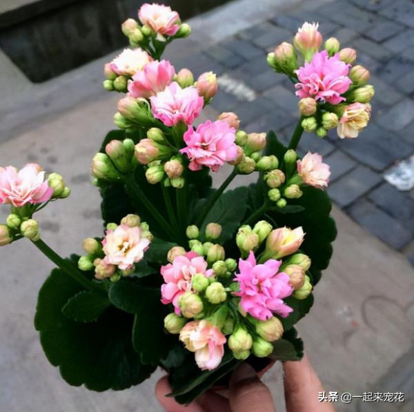 家裡養了3種花，養兩年趕緊丟掉，越老越醜不值錢，你家養過幾種