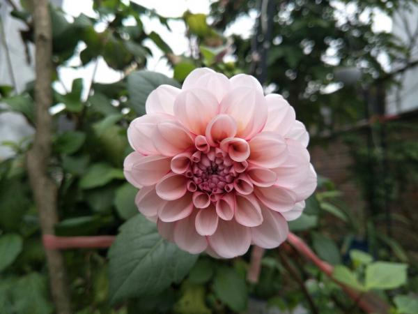 只是在家養了盆大麗花，開花竟然比牡丹還美，惹得鄰居直稱讚