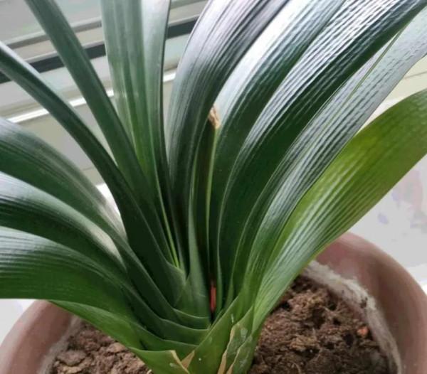 君子蘭蟹爪蘭不開花,虐一虐,關小黑屋,很快能解決 君子蘭蟹爪蘭不開花,虐一虐,關小黑屋,很快能解決