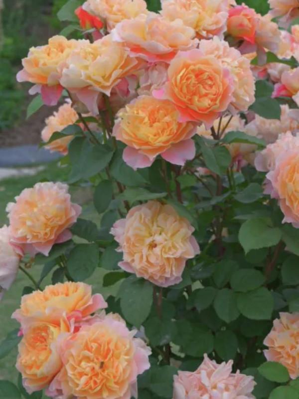 傅首爾的犀利語錄