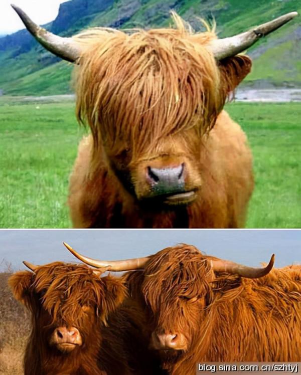 神奇大自然的創作,不得不驚歎各種長相奇異的動物 神奇大自然的創作,不得不驚歎各種長相奇異的動物