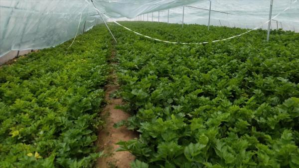 芹菜產量低,施肥有誤區?農戶別用錯,高產的配方要知道 芹菜產量低,施肥有誤區?農戶別用錯,高產的配方要知道