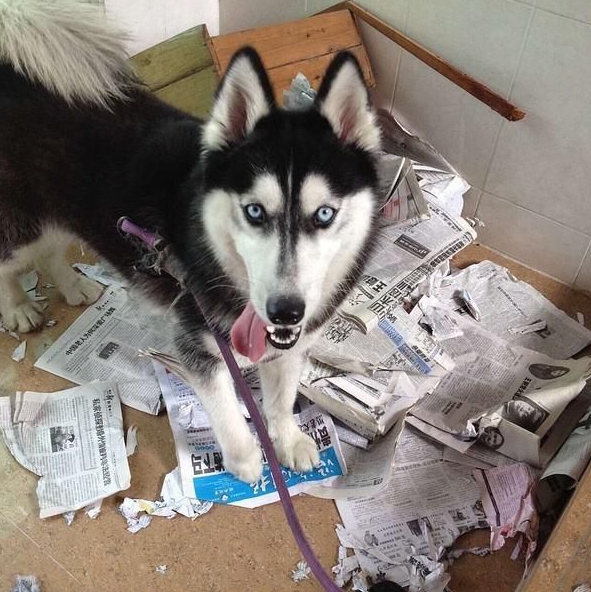 能養這6種狗狗的人,非富即貴!你養了哪隻? 能養這6種狗狗的人,非富即貴!你養了哪隻?