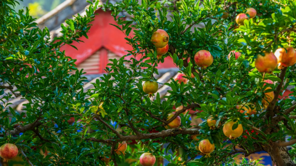 總要去趟華清宮吧 總要去趟華清宮吧