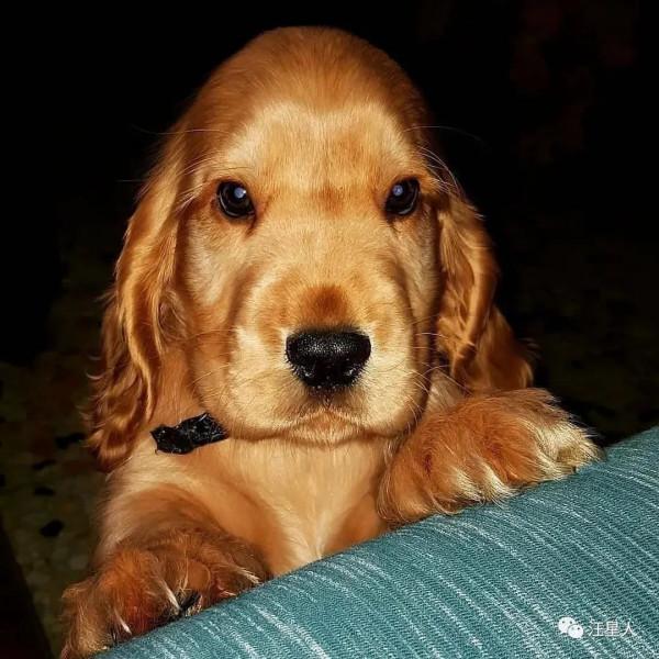 主人曬出家裡狗狗小時候和現在的對比照，全網被萌哭