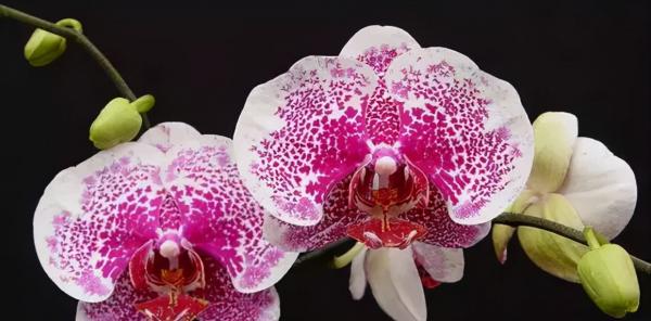 蘭花：部分種類圖鑑