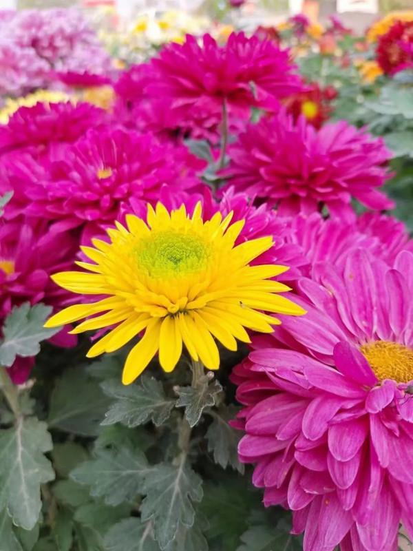 詩韻飛揚/龍定安 一組鷓鴣天綺詠 總為多情斷客腸，萬千愁字寄瀟湘