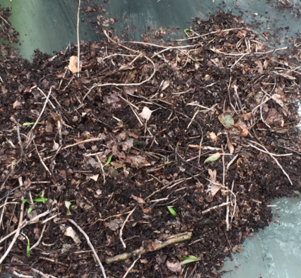 4種“垃圾”別丟掉,用來養花效果太好,還能省下一大筆錢 4種“垃圾”別丟掉,用來養花效果太好,還能省下一大筆錢