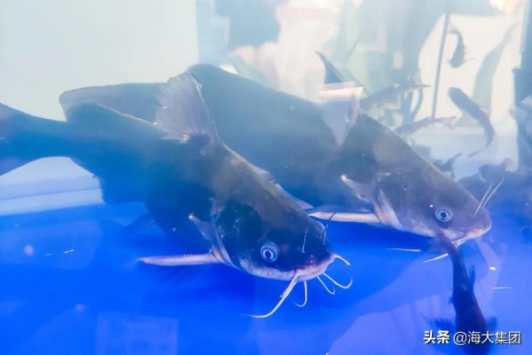 共謀種業振興 海大集團盛大亮相第二屆中國水產種業博覽會 共謀種業振興 海大集團盛大亮相第二屆中國水產種業博覽會