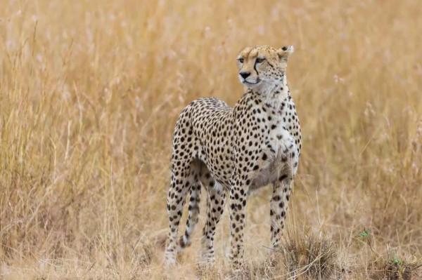 馬賽馬拉——“血河”的彼岸