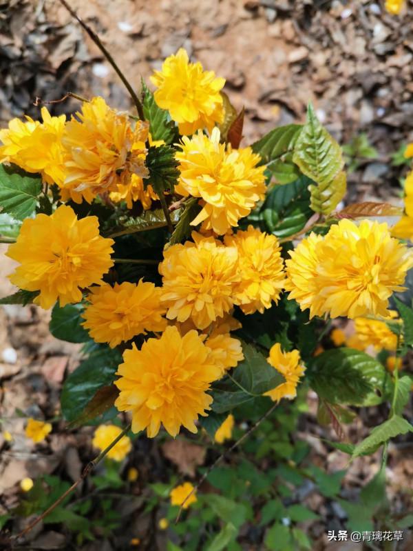 如果有庭院，記得種上這4種“仙樹”，開花時真是迷死人