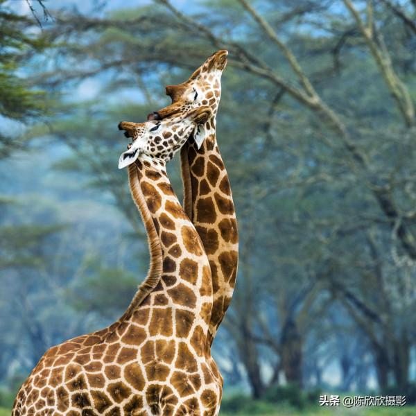 那庫魯保護區,成全你的瀟灑與冒險 那庫魯保護區,成全你的瀟灑與冒險