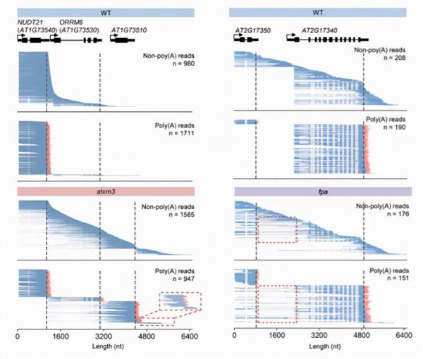 南科大應用奈米孔單分子測序揭示擬南芥全基因組轉錄終止圖譜