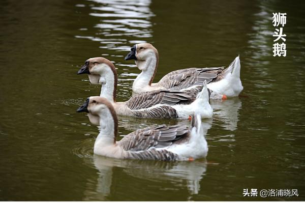 家鵝與天鵝是近親嗎？兼談家鵝與天鵝的區別