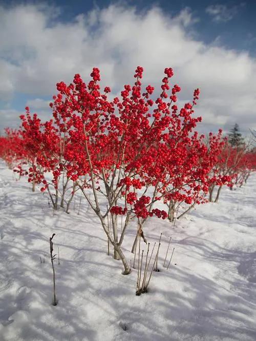 年味十足的的十一種花