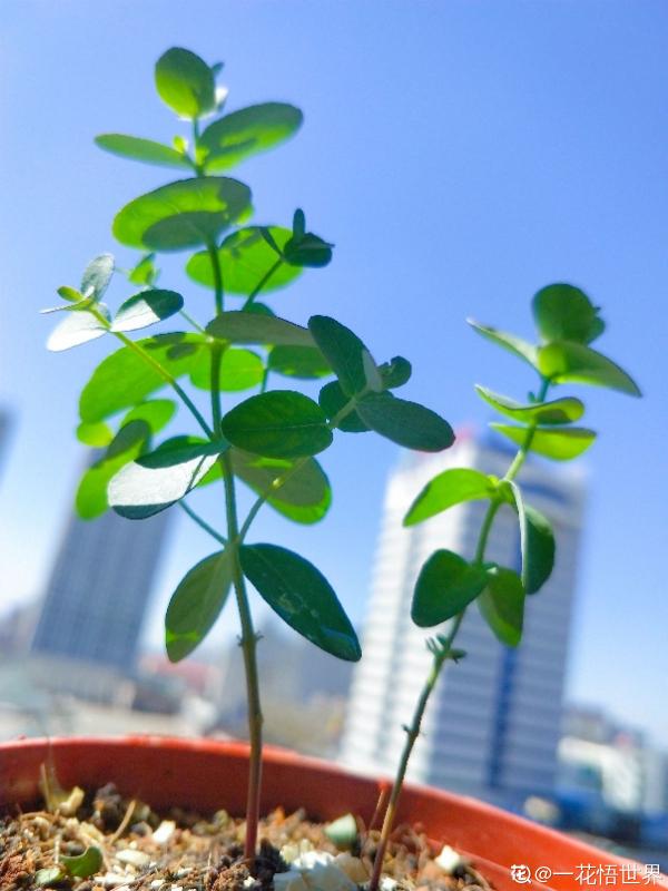 夏天新寵尤加利，養護花樣多，土培水培兩不誤