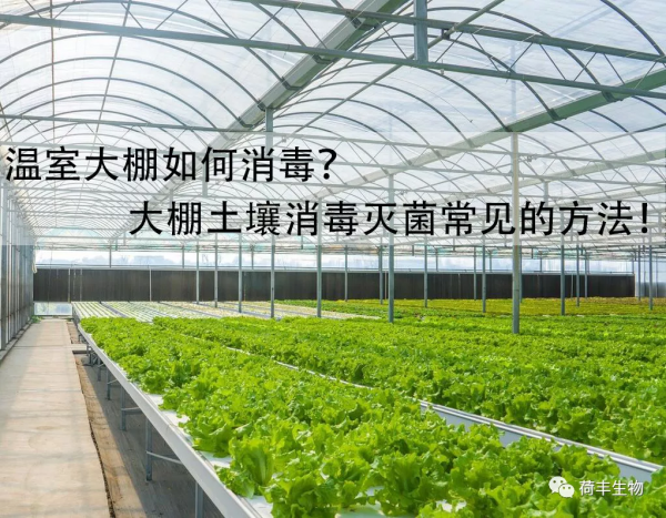 溫室大棚如何消毒？大棚土壤消毒滅菌的常見方法