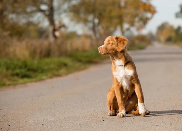 25種最聽話的狗狗 25種最聽話的狗狗