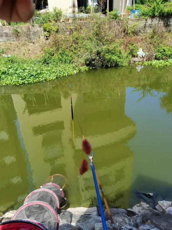 小小鯽魚竿竟能抗住2斤多泰鯪的強力衝擊