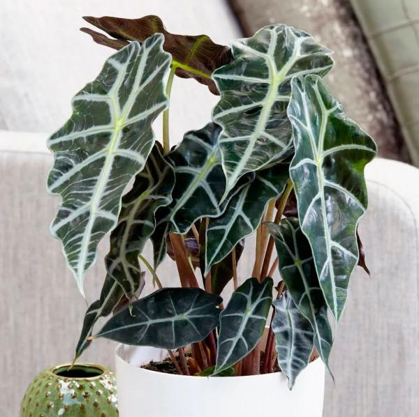 8種葉子長滿條紋的觀葉植物，很小眾的室內綠植，顏值可真不低