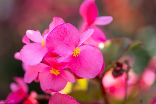 這才是正兒八經的花園：她用5種花，讓小院“秋色可餐”