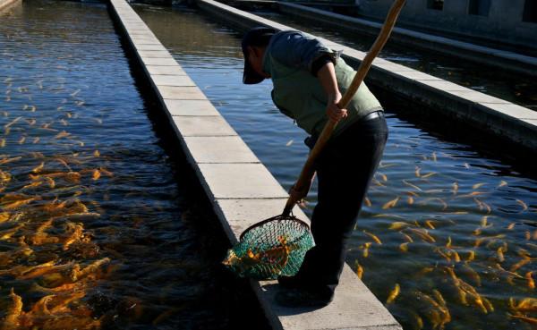 “死亡之海”涅槃重生,創造上億產值,中國人如何在沙漠養魚的? “死亡之海”涅槃重生,創造上億產值,中國人如何在沙漠養魚的?