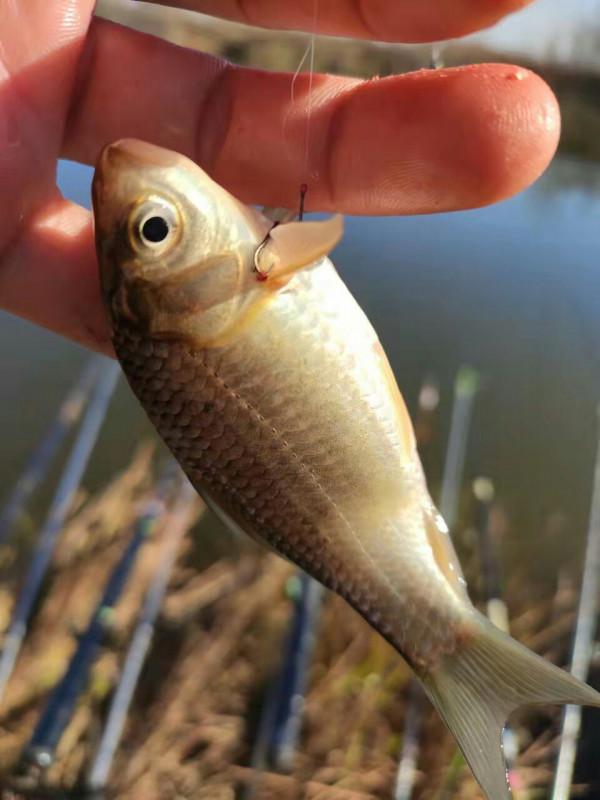 東北野釣曹哥戰大方里水庫，漁獲滿滿……