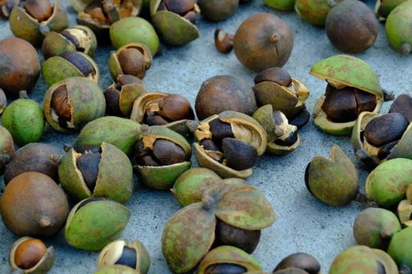 紅旗嶺上秋正濃 紅旗嶺上秋正濃