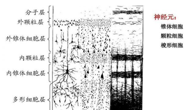 人類專屬&OpenCurlyDoubleQuote;聰明基因&rdquo;被發現，難道我們真是被改造的？