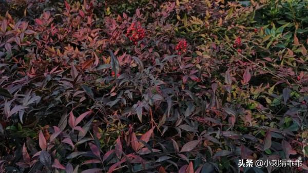 「水鄉之戀」魚獲 「水鄉之戀」魚獲