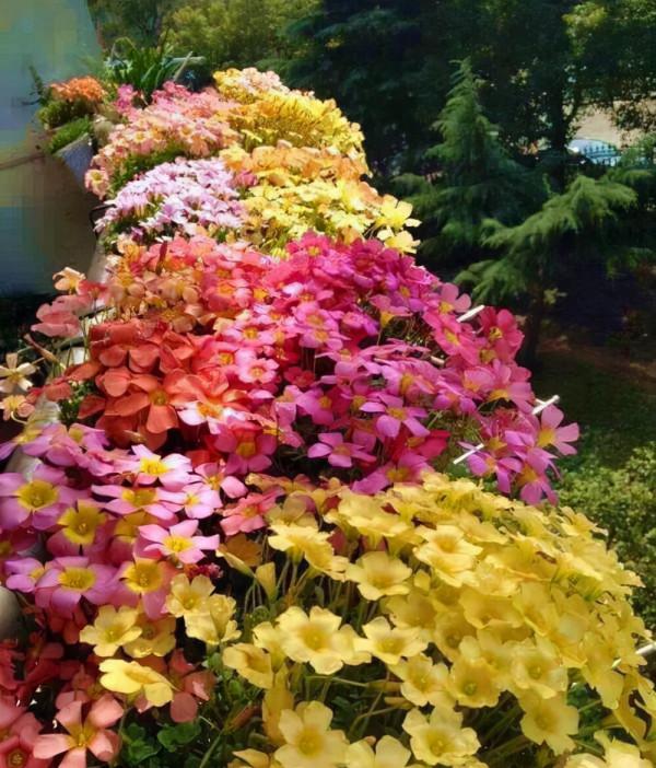 7種“漂亮花”,秋天播種正當時,撒幾顆種子,立冬就能開花 7種“漂亮花”,秋天播種正當時,撒幾顆種子,立冬就能開花