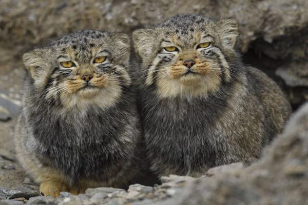 小型貓科動物裡的猛獸!“移動的毛球”兔猻:呆萌外表食肉心 小型貓科動物裡的猛獸!“移動的毛球”兔猻:呆萌外表食肉心