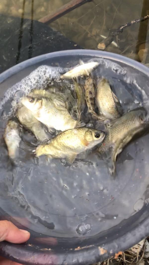 「十週年」秋冬野河垂釣,技巧方法要掌握,今日鯽魚連竿浮漂棄河 「十週年」秋冬野河垂釣,技巧方法要掌握,今日鯽魚連竿浮漂棄河