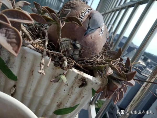 動物界感人的母愛 動物界感人的母愛