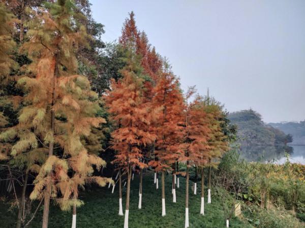 首發價1799！moto edge S30體驗，首款888 Plus+LCD屏手機靠得住嗎？