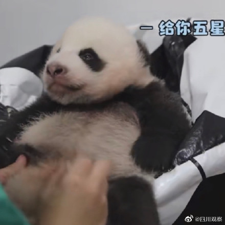 五星好評!熊貓寶寶全身按摩爽到抖腳 五星好評!熊貓寶寶全身按摩爽到抖腳