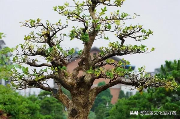 上萬元的小葉黃楊盆景