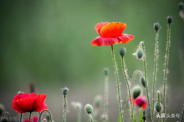 一個大學生寫給高中生的忠告 一個大學生寫給高中生的忠告