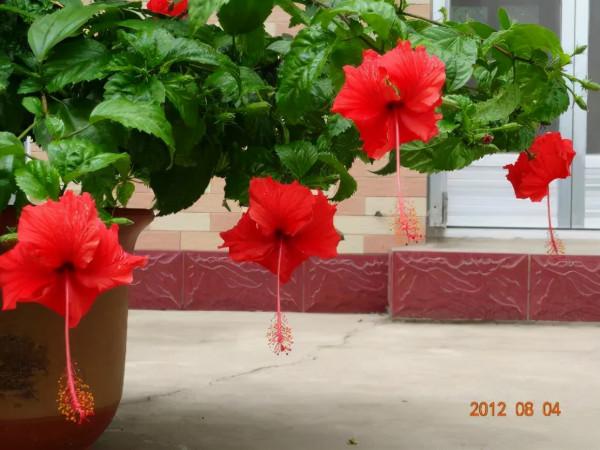 1種花俗稱“搖錢樹”,滿盆長滿小元寶,大吉大利,好看吉祥 1種花俗稱“搖錢樹”,滿盆長滿小元寶,大吉大利,好看吉祥