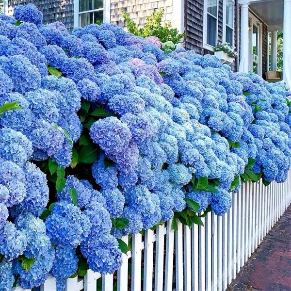 有院子一定要養“8種花”，色彩斑斕，四季有花，漂亮搶眼如花園