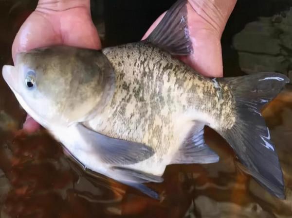 為啥釣魚人大多不喜歡吃魚,看完這幾個原因就知道為什麼了 為啥釣魚人大多不喜歡吃魚,看完這幾個原因就知道為什麼了