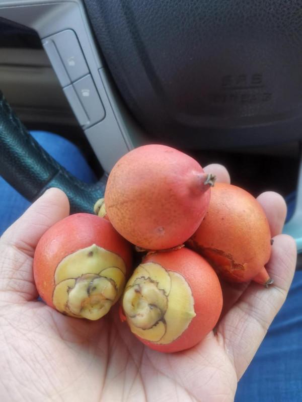 撿到種子,網友問是什麼?把過去培育的照片發一發 撿到種子,網友問是什麼?把過去培育的照片發一發