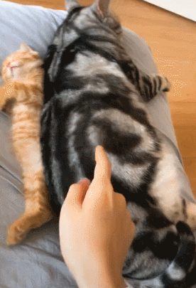 美國短毛貓丨銀虎斑